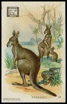 14 Kangaroo